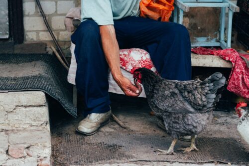 a man feeding a chicken